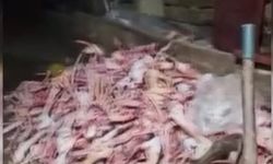 Kayseri’de bir ahırın içinde 1,5 ton mühürsüz ve uygunsuz et tespit edildi