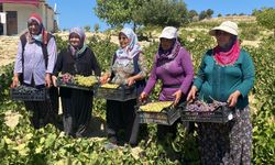 Mersin'de 1400 rakımda üzüm hasadı
