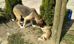 Yavru köpeğe araç çarptı; annesi başından ayrılmadı