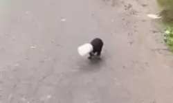 Başı plastik kaba sıkışan yavru köpeği kamyon şoförü kurtardı