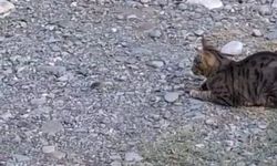 Kedi fareyle top gibi oynadı