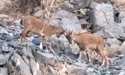 Yavru dağ keçilerinin tatlı çekişmesi kamerada