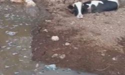 Balçığa saplanan 3 inek zorlu çalışmayla kurtarıldı