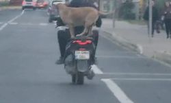 Çanakkale'de bir köpek, motosiklete artçı olarak bindi