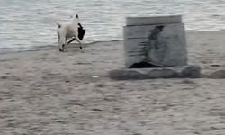 Büyükçekmece'de kapkaççı köpek kameraya yansıdı