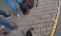 Mersin'de sokakta ağızlıksız gezdirilen 'Rottweiler' cinsi köpek de'hşet saçtı