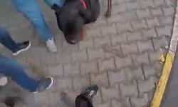 Mersin'de 2 kişiye saldıran Rottweiler barınağa alındı: Sahibine 7 bin TL ceza