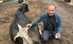 Şap vurdu: 35 litre süt veren sığırdan bir çay bardağı süt almaya başladı