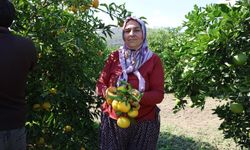 En ucuz meyve: Mandalina bahçede 8 TL'ye kadar düştü