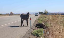 Telef olan eşeğin sıpası, ölü annesinin başında saatlerce bekledi