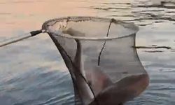 Gemlik Körfezi'nde balıkçıların oltasına köpek balığı takıldı