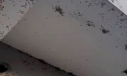 Siirt’te bir evin dış cephesini sinekler istila etti