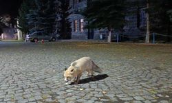 Tilkiyi bisküvi ile besledi, o anları kayda aldı