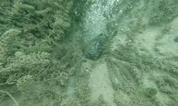 Sapanca Gölü'ndeki kabarcıkların verdiği endişe artıyor: "Herkes korkuyor, rahat uyuyamıyoruz"