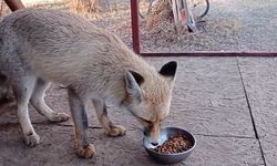 Tilki ile sohbet gülümsetti