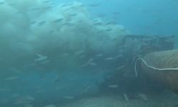 Çanakkale Boğazı’nda kirlilik alarmı... Rekortmen dalgıç şok oldu!