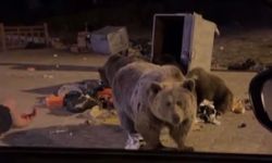 Uludağ’da ayı ailesine sucuk yedirirken saldırıya uğradı