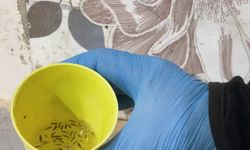 Fırın denetiminde mide bulandıran görüntüler