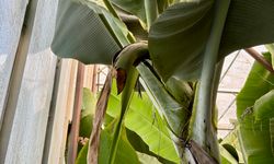 İlginç hırsızlık: Hırsızlar muz ve avokado hasadı yaptı