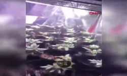 Evine sera kurup, Hint keneviri yetiştirmiş