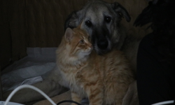 Felçli köpek Mazbut ile kedi İncir arasında duygulandıran bağ