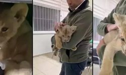 Yasa dışı yollarla Türkiye'ye getirilen aslan yavrusuna el konuldu
