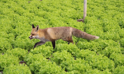 Küs olan kardeşlerin tilki rekabeti: Ağabey mangal partisi yapıyor, kardeşi pastayla besliyor