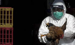 ABD'de ‘H5N5’ gribiyle enfekte olan bir kişi hayatını kaybetti