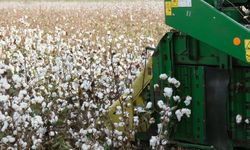‘Beyaz Altın’ soldu: Çiftçi maliyetlere yenik düştü