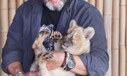 Tuzla'da denetimde ele geçirilen yavru aslana 'Hugo' adı verildi: 'Artık vatanı burası'