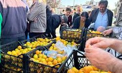 Hatay'da üreticiler, alıcı çıkmayan tonlarca mandalinayı ücretsiz dağıttı