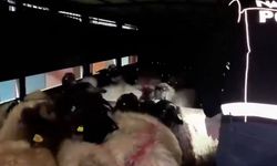 Küçükbaşın karın boşluğuna 54 kilo metamfetamin gizlenmiş!