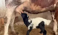 Tokat’ta annesi ölen kuzuyu inek emziriyor