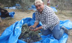 Kuraklık zeytin hasadında yağ verimini olumsuz etkiledi