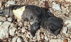 Yavru foka balıkçı şefkati: "Seni iyileştireceğiz evlat"