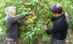 Limonun başkentinde hasat zamanı