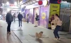 Vatandaşlarla balon sektiren köpek kamerada