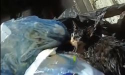 Kediyi poşete koyup çöpe attılar