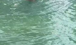 "İşten atıldım" diyerek Balıklıgöl'e atladı