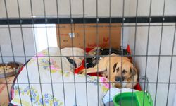 Sahiplendiği iki köpeği sokağa atan şahsa 172 bin TL ceza