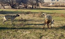 Anne koyun kuzusunu korumak için köpeğe karşı siper oldu