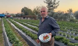 Mersin'de çilekte kış hasadı: Bahçede kilogramı 130 TL