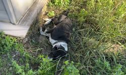 Köpeğin vefası: Sahibinin mezarından ayrılmayan köpek duygulandırdı