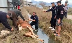 İnek itfaiyenin 1 saatlik çalışmasıyla kurtarıldı