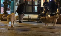Evcil hayvanıyla yürürken sokak köpeklerinin arasında kaldı