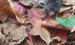 Tarla faresiyle kurduğu diyalog sosyal medyada ilgi çekti