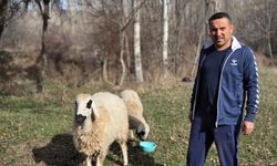 Kesmek için aldığı koyunlara şimdi antrenörlük yapıyor
