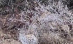 Başta kedi sandı, gerçeği anlayınca şaşırdı