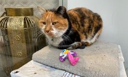 Dükkan önündeki kedi için asılan ilginç not dikkat çekti: "Dilenci değilim"