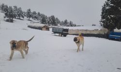 Yaz şehri Mersin'de kar birçok mahalleyi beyaza bürüdü